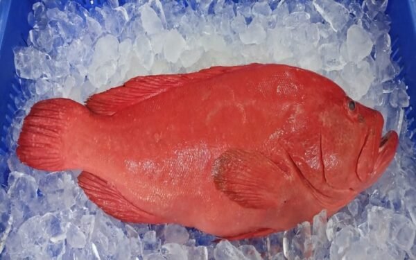 Grouper 800 500
