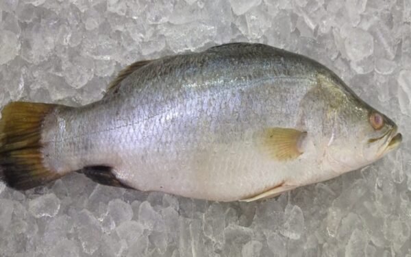 Sea bass 1 800 500