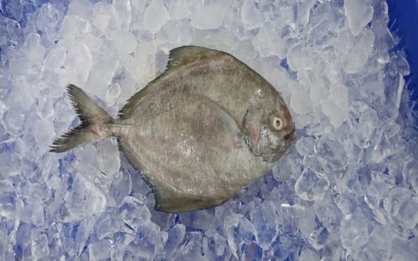 White Pomfret 2 800 500