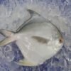 White Pomfret 800X500 1