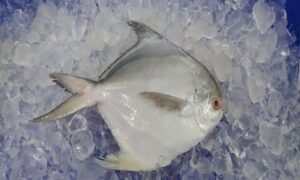 White Pomfret 800X500 1