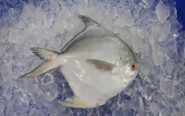 White Pomfret 800X500 1